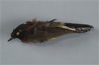 藏品(栗背林鴝)的圖片